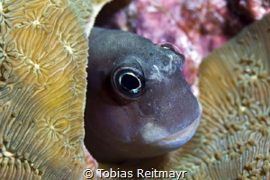 Shy blenny, Koh Haa Nua by Tobias Reitmayr 